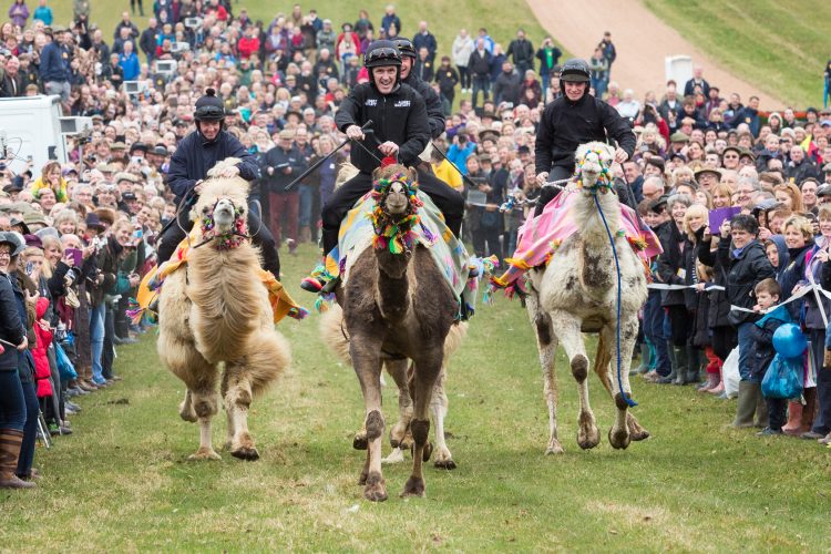 camel-racing